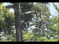 throwing a big pine top.mov