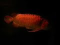 ?? Red Arowana Scleropages formosus ?? Red Arowana Scleropages formosus