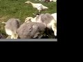 Goslings Day In The Sun : Asthebutterchurns.com Goslings Day In The Sun : Asthebutterchurns.com
