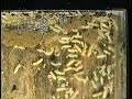 Termites Workers and Larvae