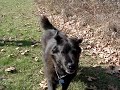 Barbarino trotting