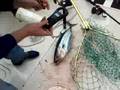 Albacore twitching