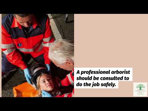 The Importance of Tree Pruning on the Sunshine Coast – Sunshine Coast ...