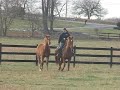 Chava out in the field being ponied by Snickers