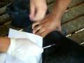 videos de Linfadenite Caseosa Ovino