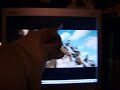 Chi-Chi Gets Excited Over Beverly Hills Chihuahua