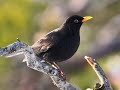 sverige: 
bilder fr�n sveriges vackra natur - fr�n kebnekaise i norr ner till sydligaste sk�ne. jussi bj�rling sjunger willhelm stenhammars tons�ttning av verner von heidenstams 
