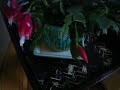 Arduino Time Lapse Christmas Cactus Take 1 Arduino Time Lapse Christmas Cactus Take 1
