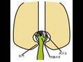 Kappa Facts: How to Protect Your Rectum 河童について：お尻を守れ