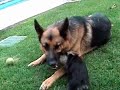 A German Shepherd Dog and Yorkie Mix Puppy