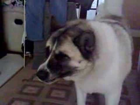 japenese akita