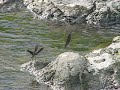 ?????Calopteryx atrata Selys??video 03