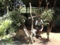 videos de Koala au Taronga Zoo