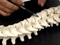 Humananatomy361 Vertebrae Types Humananatomy361 Vertebrae Types