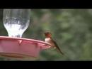 hummingbird