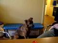 Pinsel lernt bellen :-)