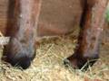 Equine DSLD-ESPA