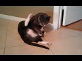 Minnie kitty cleaning up