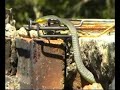 Green Tree Snake Living in a Brick Barbie
