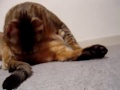 千の風になってを聴きながらグルーミングする猫（笑）
