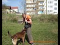 DRESAJ DOGMASTER (malinois atac pe costum 1)