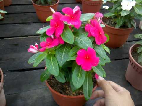 how to collect vinca seeds