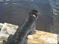Smilla - the not so flying dog! Smilla - the not so flying dog!