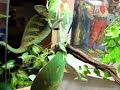 Courting dance of chameleon.