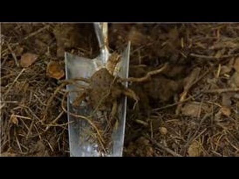 how to transplant skunk cabbage