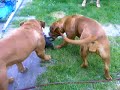 Dogfight Dogfight