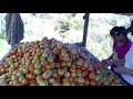 seleccionando tomates.mp4