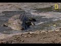 Birds Vs. Crocodiles