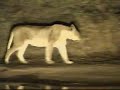 Lioness 11-5-08 Lioness 11-5-08