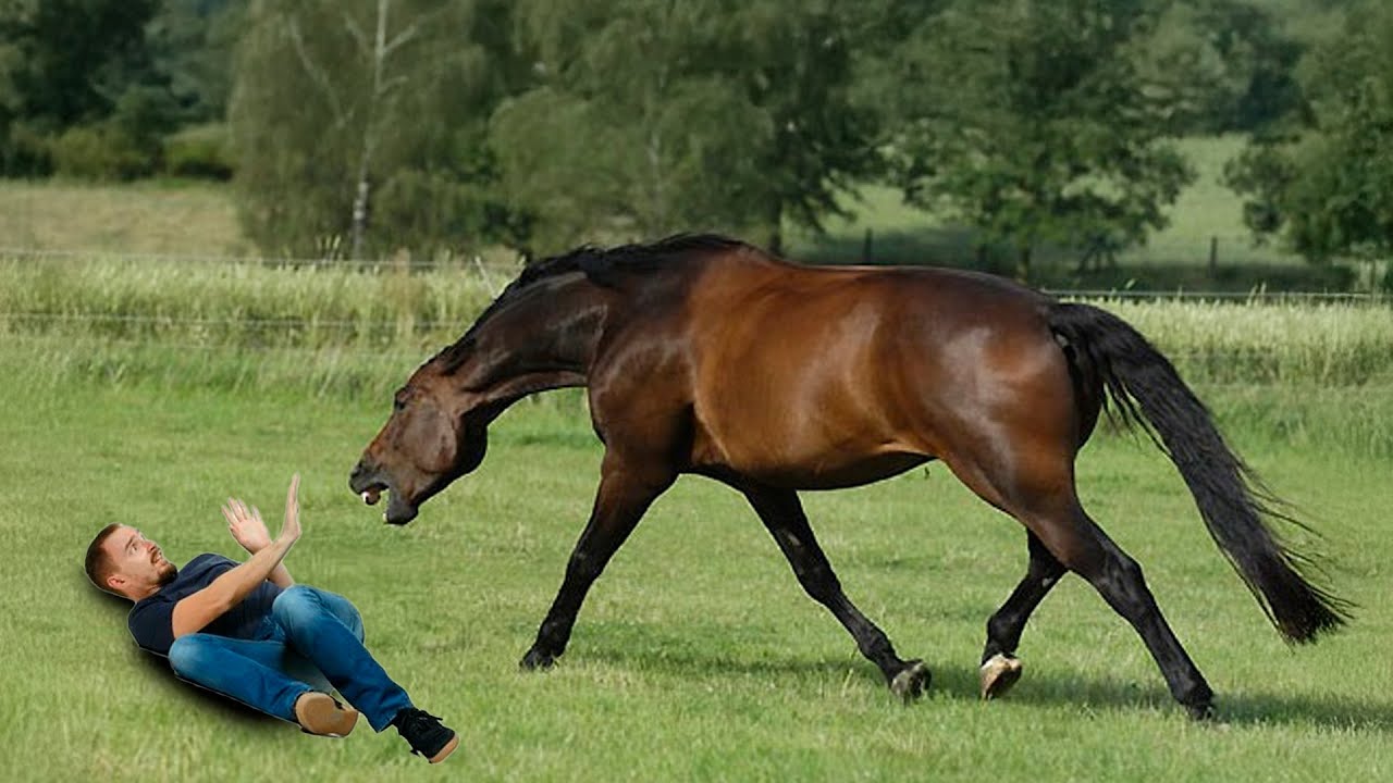 Quando Um Cavalo Decide Atacar Isso Acontece