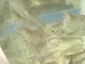 live prawns live prawns