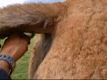 ラクダ動画