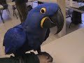 playful hyacinth macaw