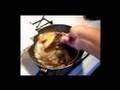 Bluegill fry