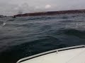 dolphin\