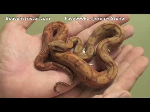 Boa Constrictor