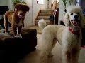 Bailey the Standard Poodle at Play w/Girlfriend Bailey the Standard Poodle at Play w/Girlfriend