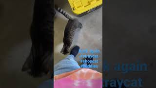 Shadow returns! #shorts #viral #youtubeshorts #subscribe #like #cat #live #love #friends #youtube by Puffin Pete