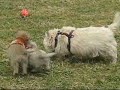 Update on Puppies in NJ - Feb 10 Part 1 OF 3