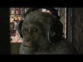 The Village Petstore and Charcoal Grill - Monkey The Village Petstore and Charcoal Grill - Monkey