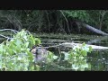 Video Study of Beaver Eating - Kayak Footage