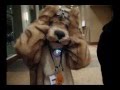videos de Midwest Furfest 2008