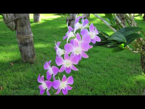 video-show