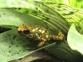 oophaga sylvatica lita