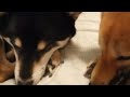 柴犬さんたちの触れ合うお耳