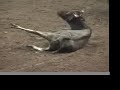 AT&T / Cingular Wireless Sponsors PRCA Rodeo Animal Abuse